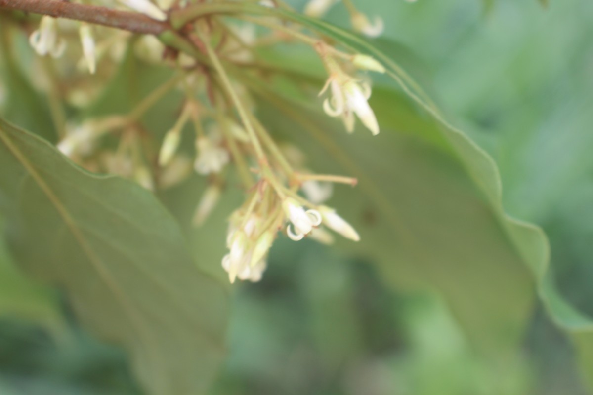 Pittosporum ferrugineum W.T.Aiton